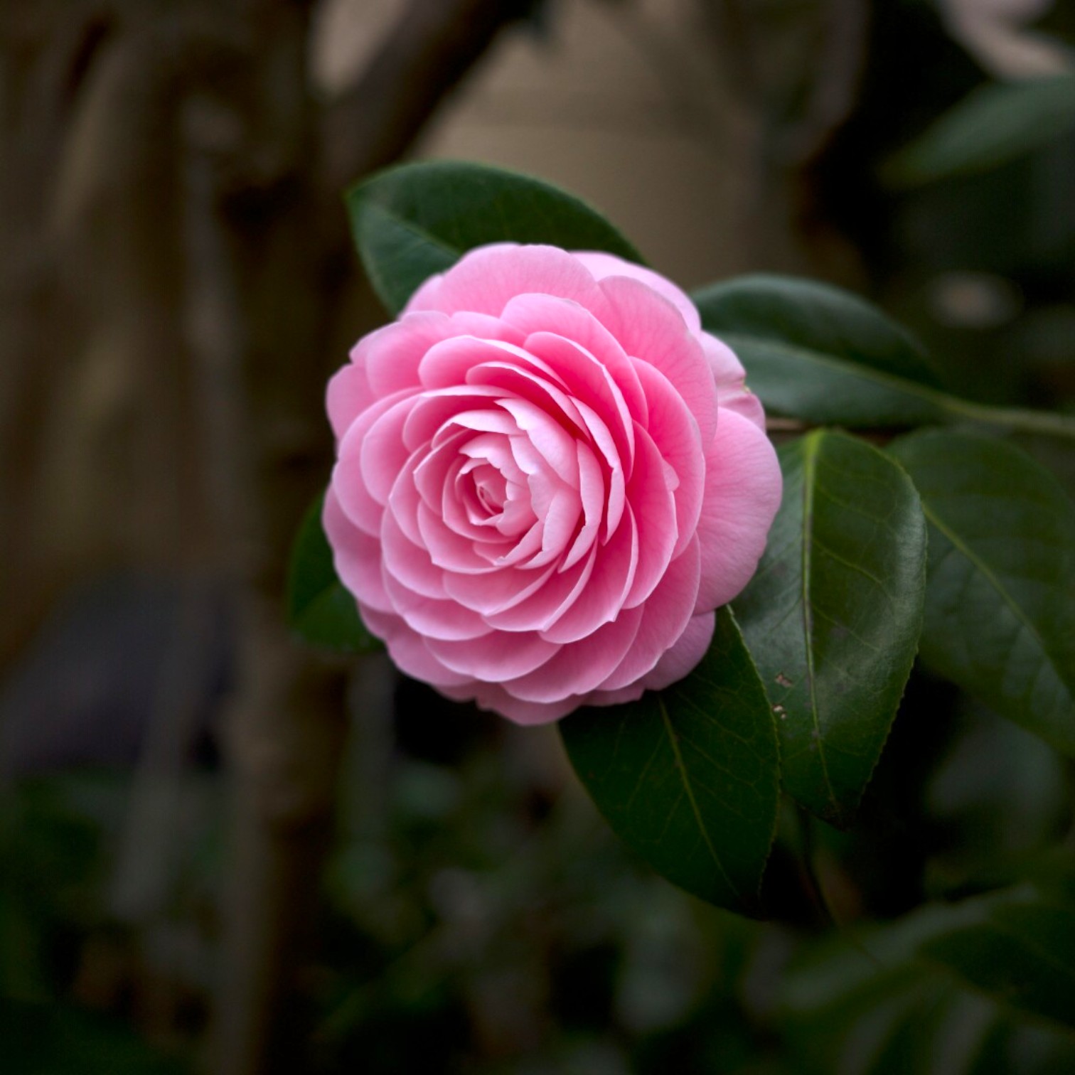 Camellia Flower (Camellia japonica) Live Plant for Home and Office Garden